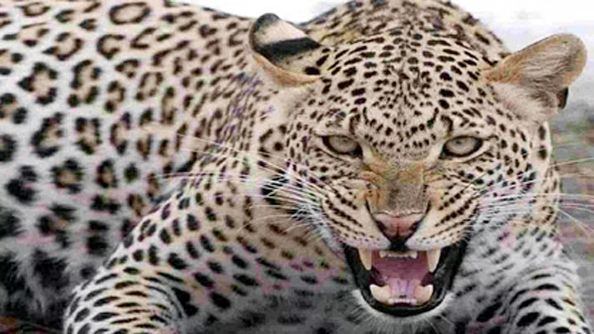 Leopard attacked young man, dragged him 200 meters away