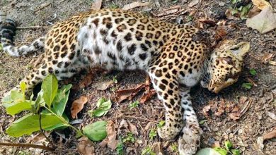 Dead body of leopard found in the forest, died due to cold
