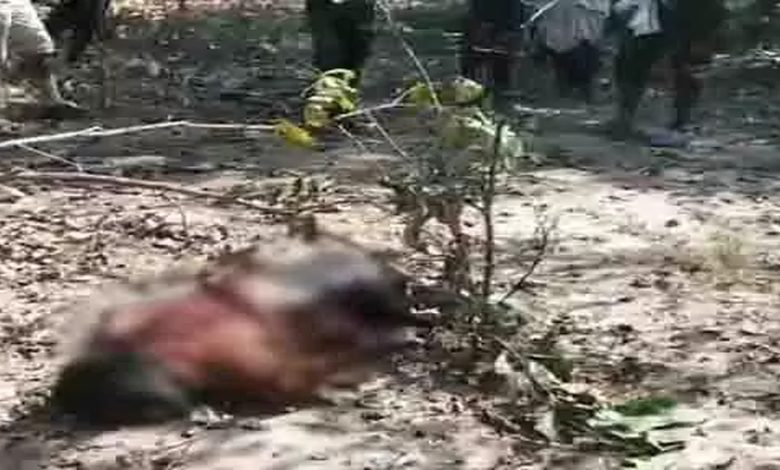 MP man crushed by elephant in Chhattisgarh, painful death