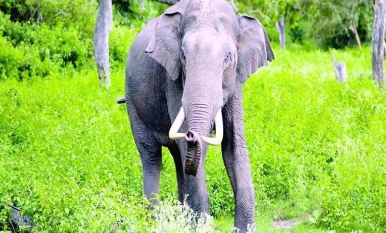 Fourth person dies in wild elephant attack in a month