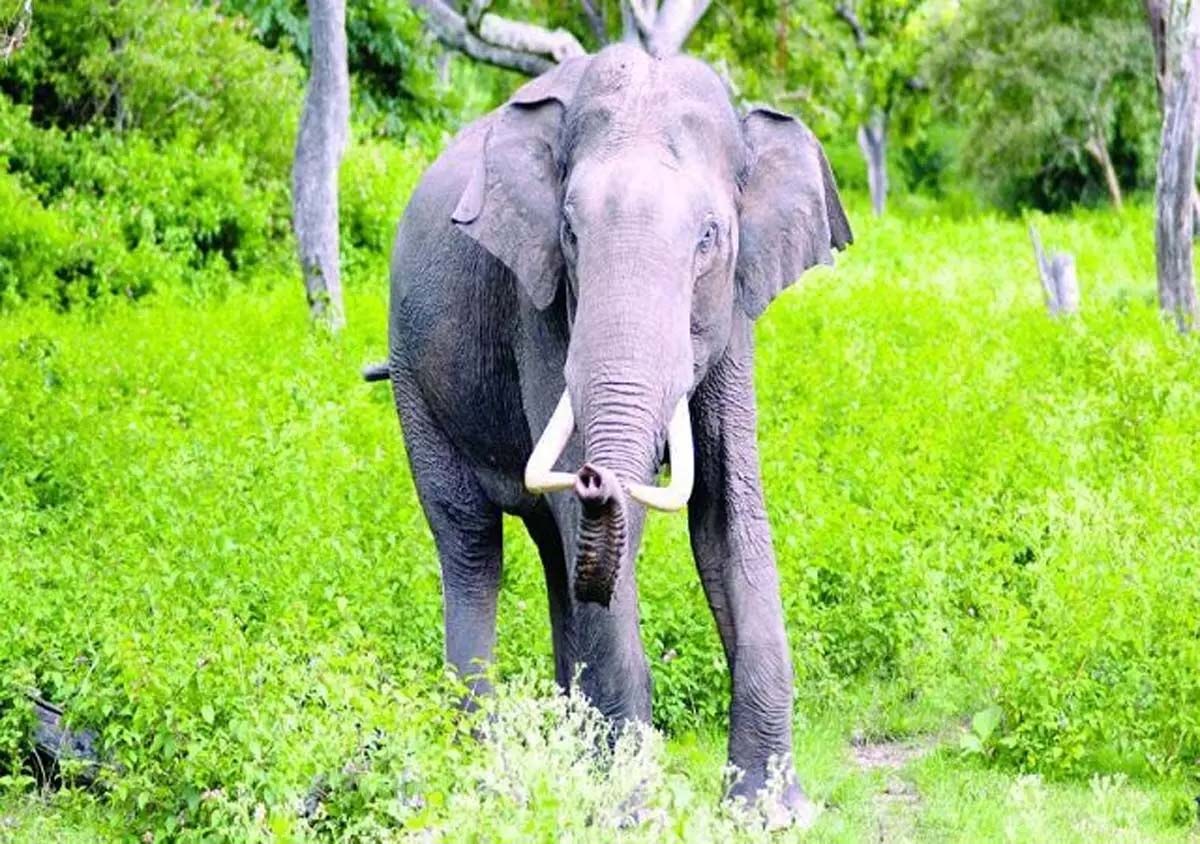 Fourth person dies in wild elephant attack in a month