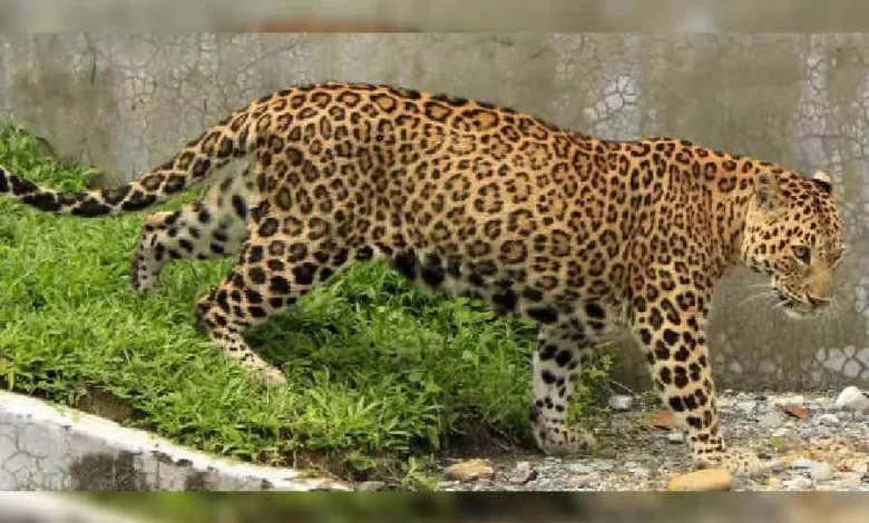 Number of leopards in North Bengal increased to 233, a huge improvement in four years