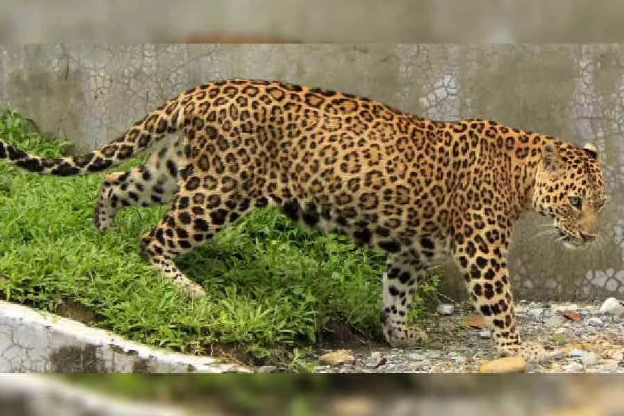 Number of leopards in North Bengal increased to 233, a huge improvement in four years