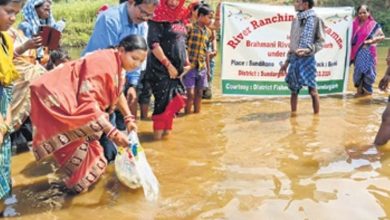 Conservation of fishery resources: 7.5L fingerlings released in Brahmani, Odisha