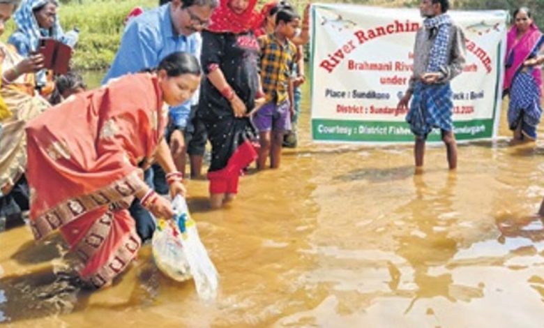 Conservation of fishery resources: 7.5L fingerlings released in Brahmani, Odisha