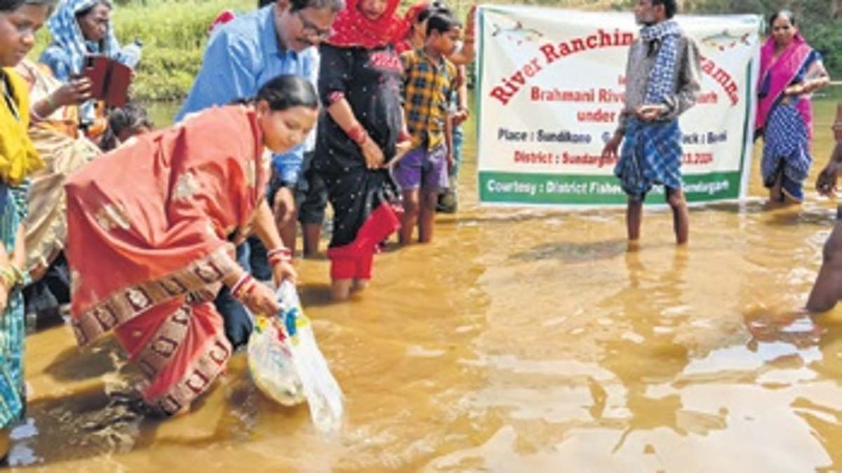 Conservation of fishery resources: 7.5L fingerlings released in Brahmani, Odisha