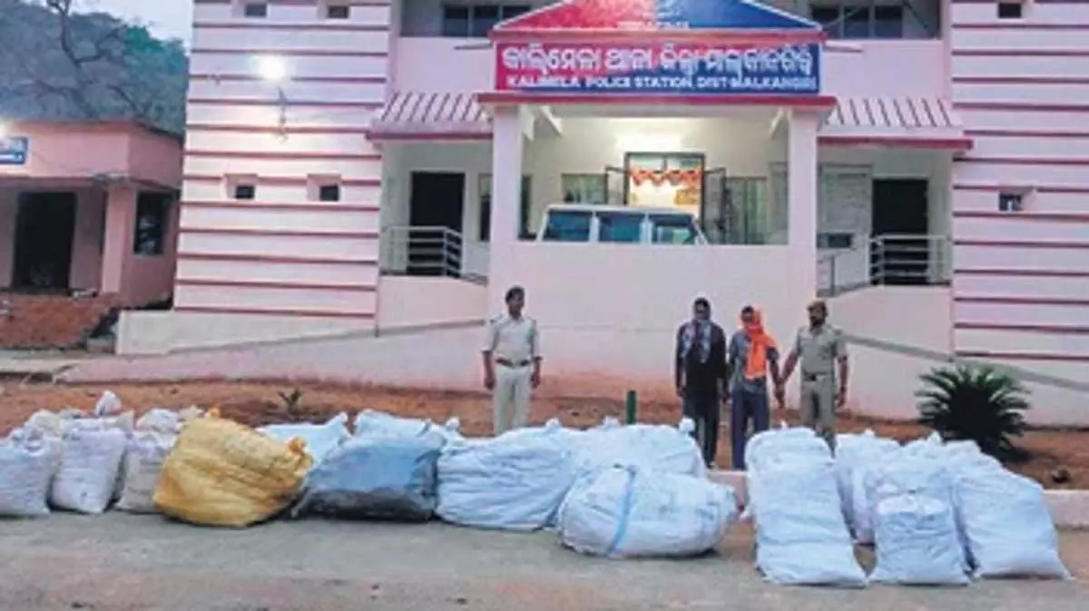 775 kg ganja worth Rs 70 lakh seized, two arrested