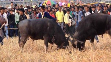 Gauhati HC Seeks Explanation From Assam Govt Over Buffalo, Bulbul Fights