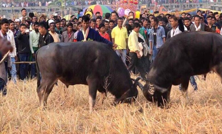 Gauhati HC Seeks Explanation From Assam Govt Over Buffalo, Bulbul Fights