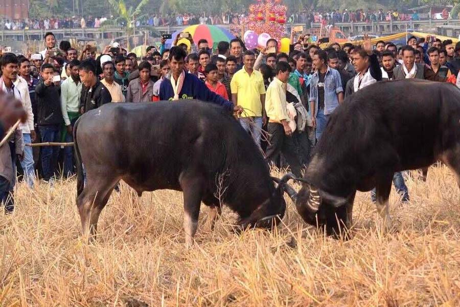 Gauhati HC Seeks Explanation From Assam Govt Over Buffalo, Bulbul Fights