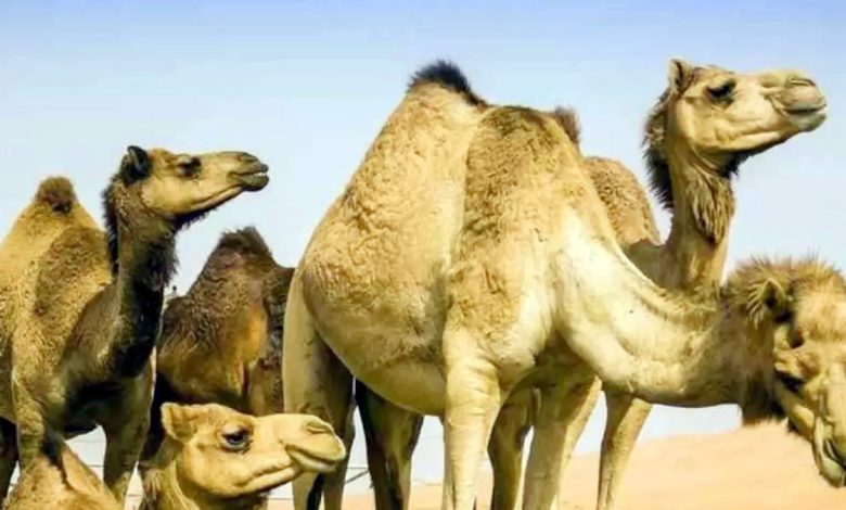 Petition filed in High Court for return of 22 camels seized by police after they went missing