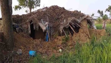 Herd of elephants created terror, destroyed villagers' houses