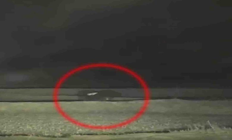 Bear and cub seen roaming in the fields, watch video