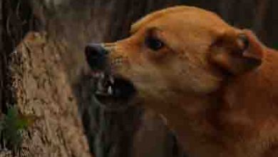 Mad dog bites 17 people in Baramulla, Jammu and Kashmir