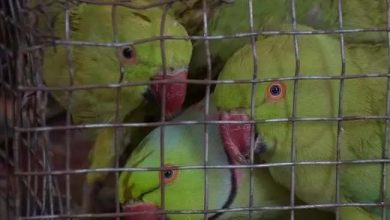 Not one or two, but 315 parrots recovered from the car