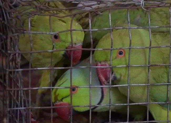 Not one or two, but 315 parrots recovered from the car