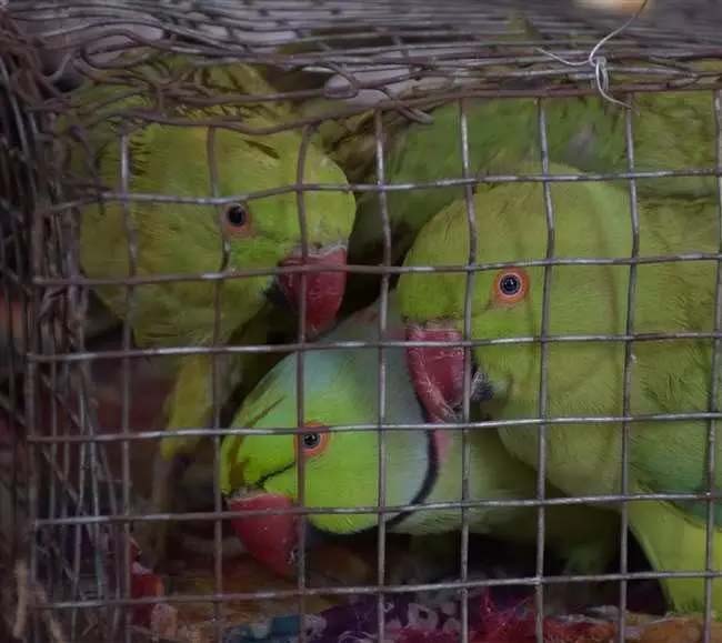 Not one or two, but 315 parrots recovered from the car