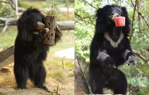 World Bear Day: 100 bears living proudly in the world's largest protected bear center