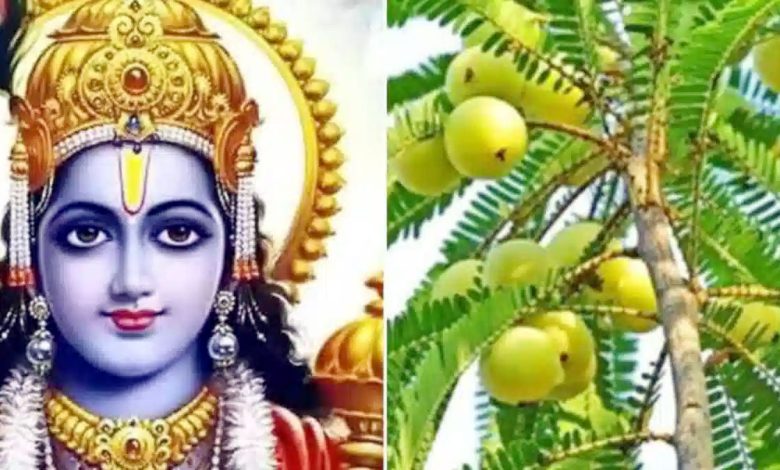 Do Amla remedy on Amalaki Ekadashi