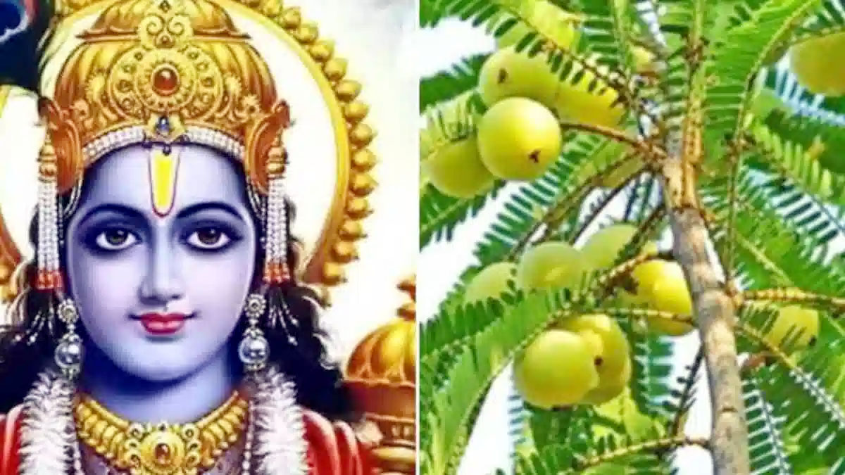 Do Amla remedy on Amalaki Ekadashi