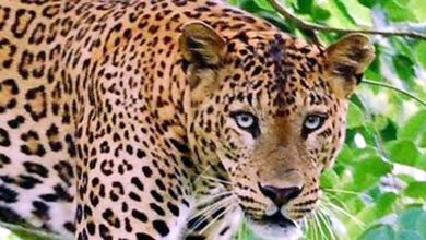 Leopard entered Sitapur village, villagers panic