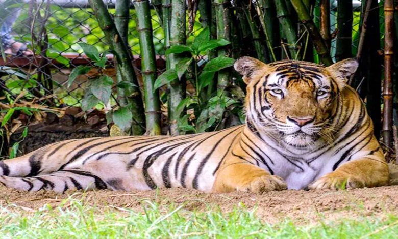 MP: Large number of leopards in Rani Durgavati Tiger Reserve
