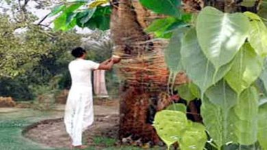 Worship Peepal tree like this on Ekadashi