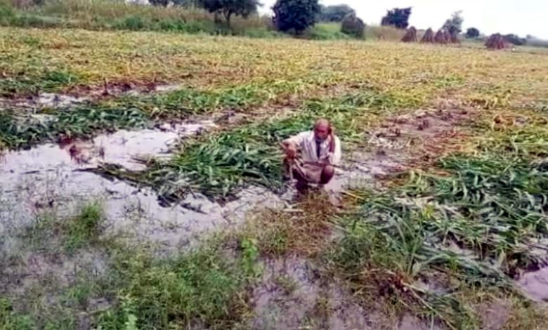 Light rain in many areas of Rajasthan caused damage to crops.