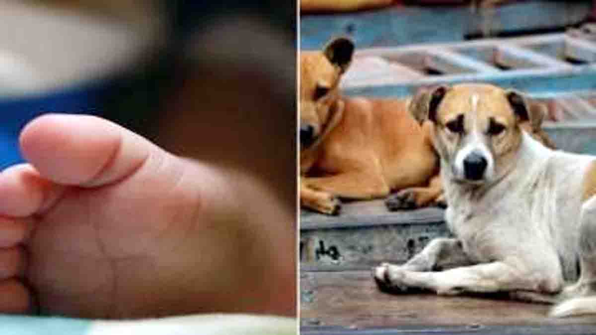 In Bikaner, two and a half year old innocent child was bitten by dogs, child died