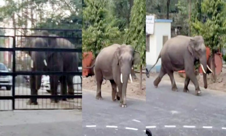 A herd of elephants came out of the forest on the road and reached the colony