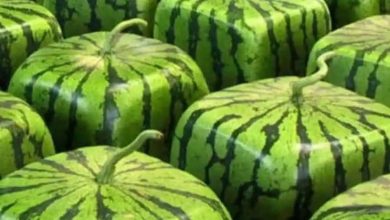 Buy square shaped watermelons this summer