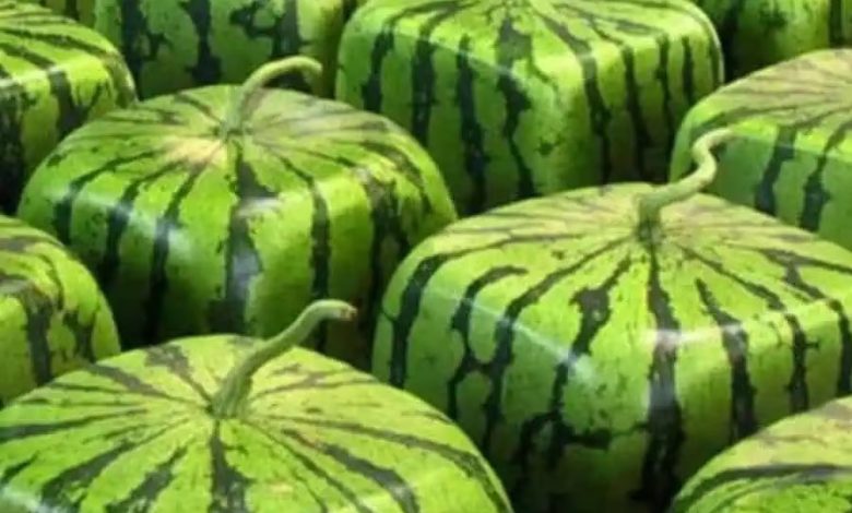 Buy square shaped watermelons this summer