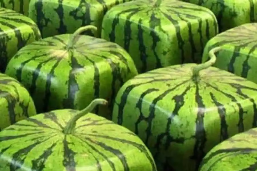 Buy square shaped watermelons this summer