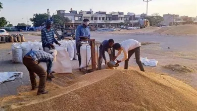 Arrival of wheat increased in Amritsar district