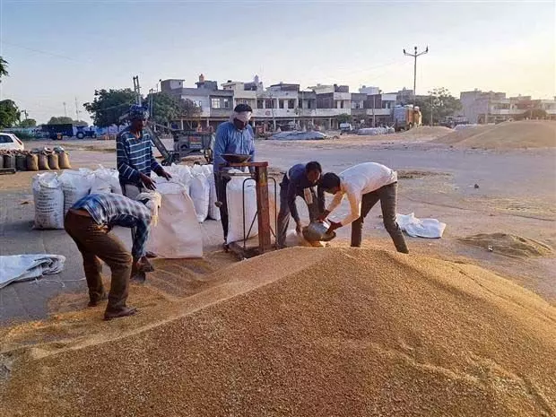 Arrival of wheat increased in Amritsar district