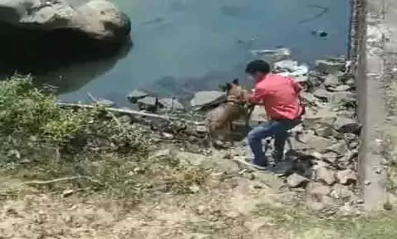 Half-dead body of a young man found under the bridge, sensation spread