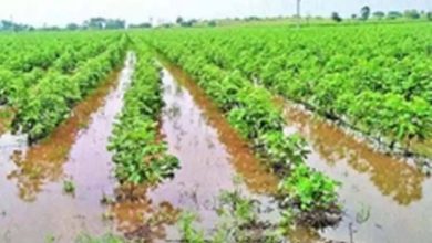 Farmers' crops ruined due to unseasonal rains, government promises help