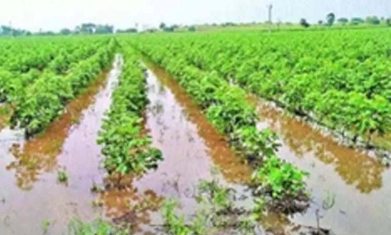 Farmers' crops ruined due to unseasonal rains, government promises help