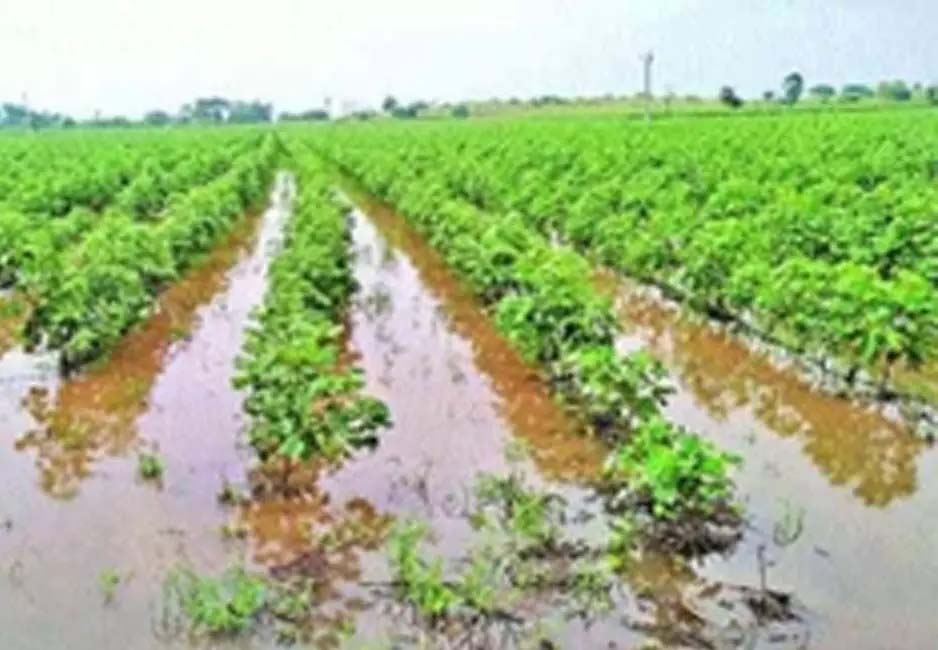 Farmers' crops ruined due to unseasonal rains, government promises help