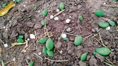 Mango crop damaged due to hailstorm, Hamirpur