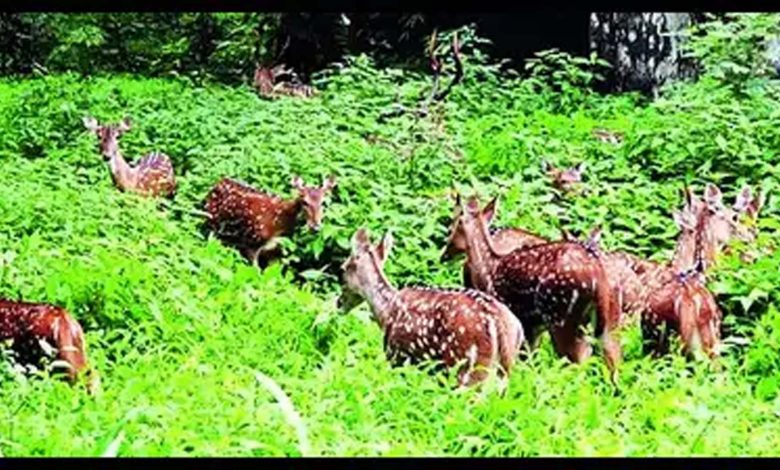Center proposes ESZ around Palghar Tansa Wildlife Sanctuary