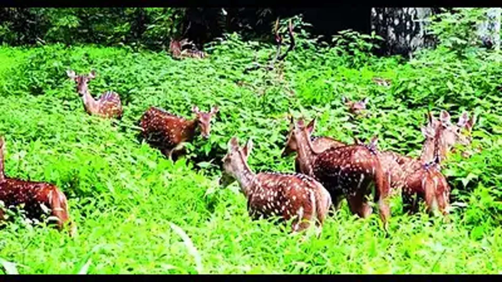 Center proposes ESZ around Palghar Tansa Wildlife Sanctuary