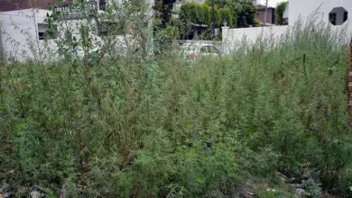 Chandigarh launches campaign to root out cannabis