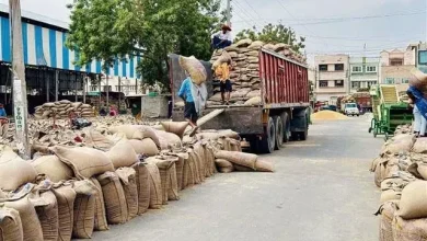 Sirsa district once again leading in wheat production in Haryana