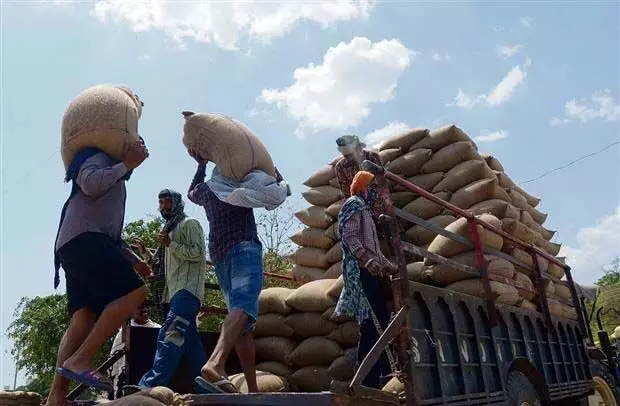 More than 6.2 lakh metric tonnes of wheat was purchased in the mandis in Amritsar