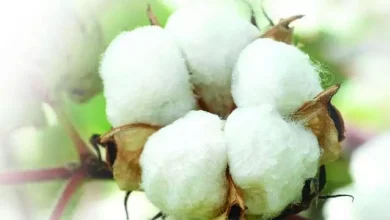 Fake cotton seed manufacturing unit busted in Adilabad
