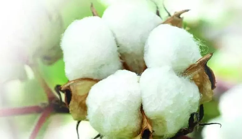 Fake cotton seed manufacturing unit busted in Adilabad