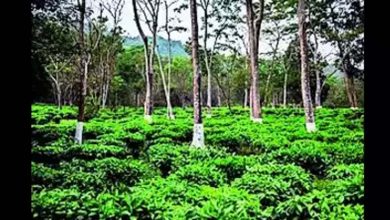 Excessive heat, affects tea production , Bengal, Assam