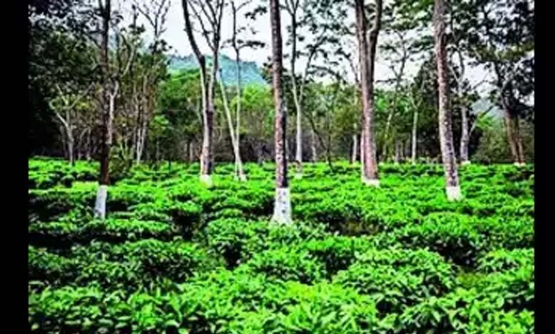 Excessive heat, affects tea production , Bengal, Assam