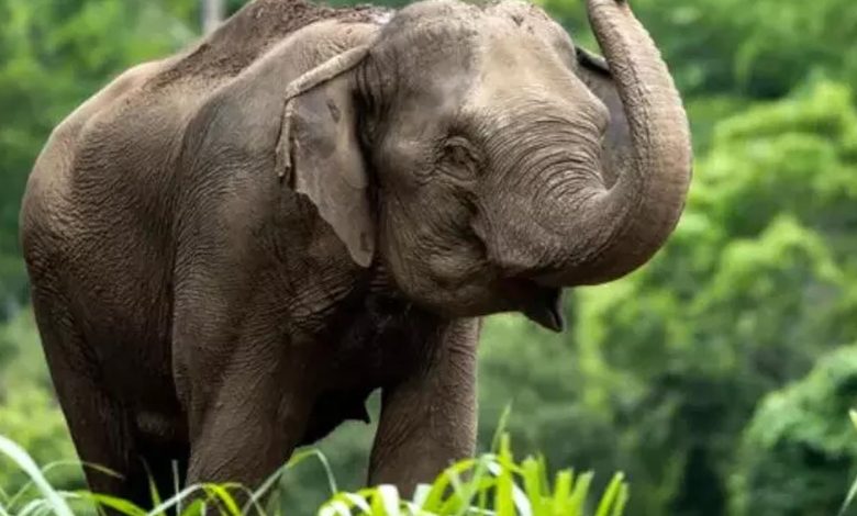 Elephant crushes woman who was trying to save her life, dies